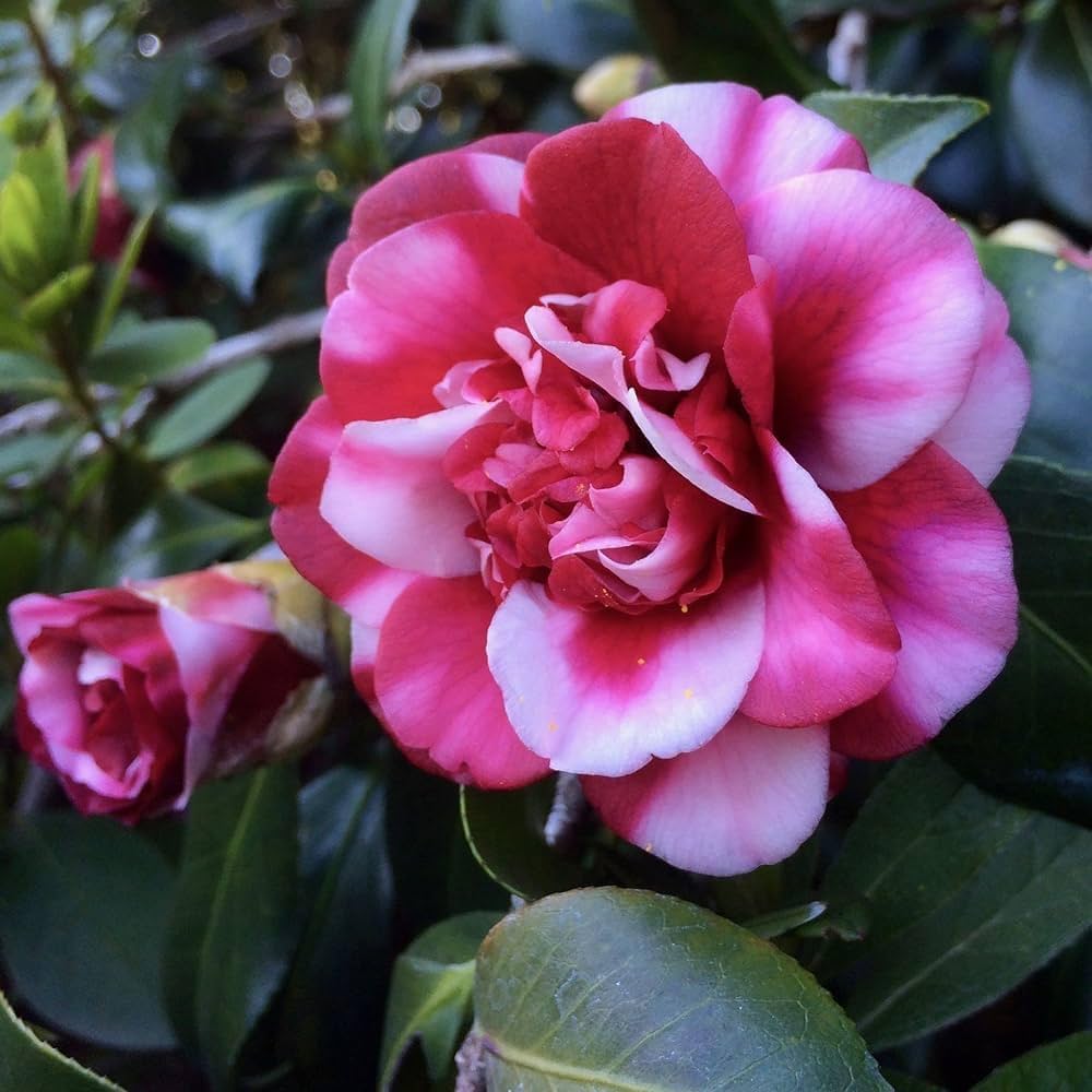 Pink Amellia Flower Planting Seeds - Vibrant Pink Blooms for Your Garden