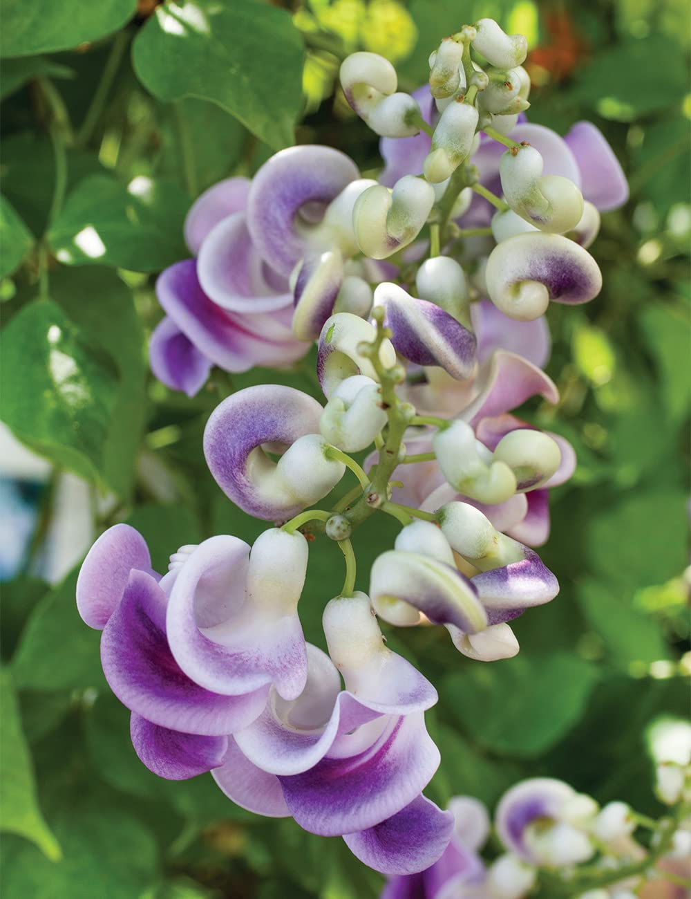 Vigna Caracalla Flower Seeds For Planting