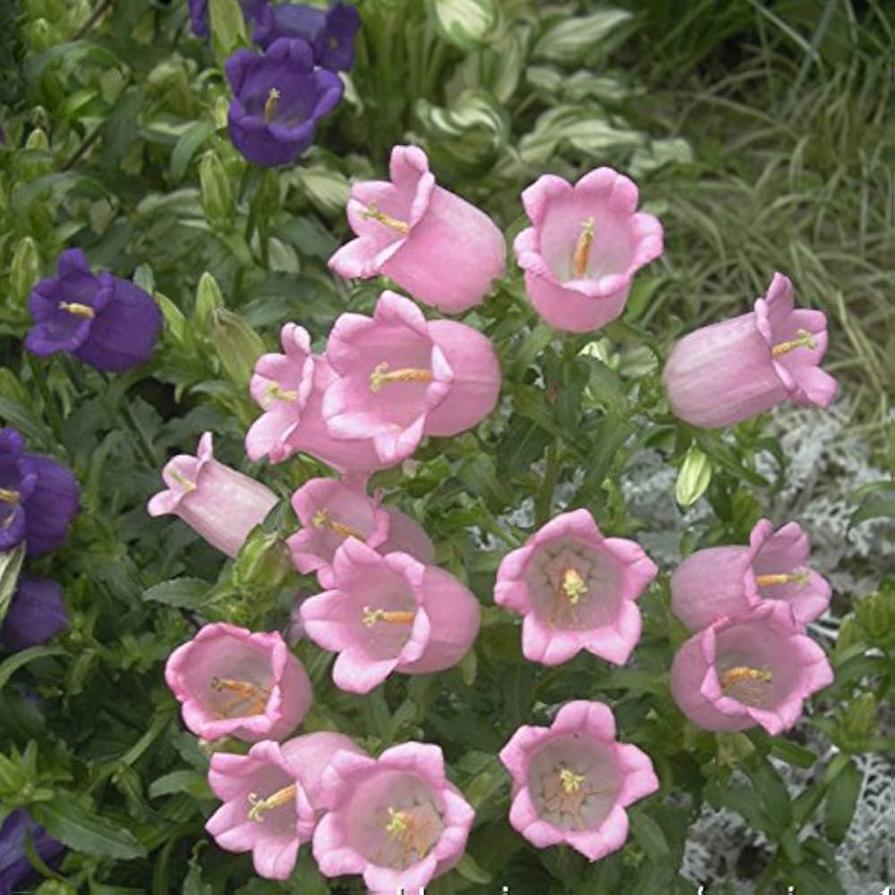 Campanula spp. Seeds for Planting - Ideal for Flower Bed & Cottage Garden