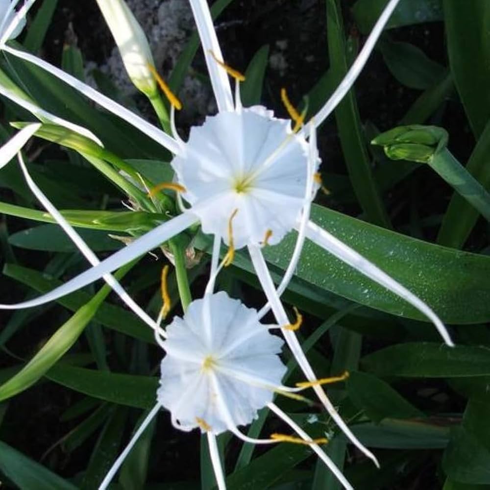 White Lycoris Radiata Flower Seed for Plantings for Planting - Elegant Planting Seed for Plantings for Planting for Beau
