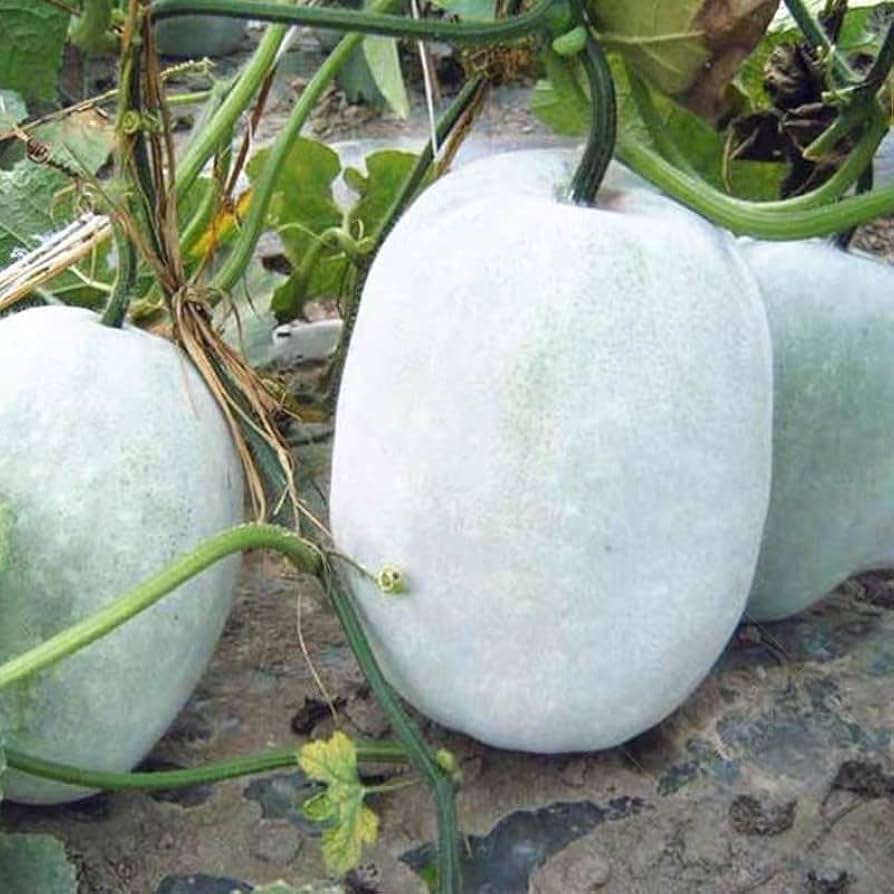 Pezzi di Semi di Piante di Melone Invernale CERA ZUCCA