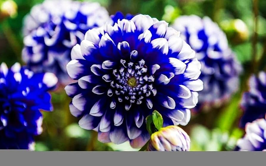 Dark Blue TwoColor Dahlia Flower Seeds for Planting Perfect for Borders Heirloom & GMO Free Seeds for Home Garden
 
 Sale