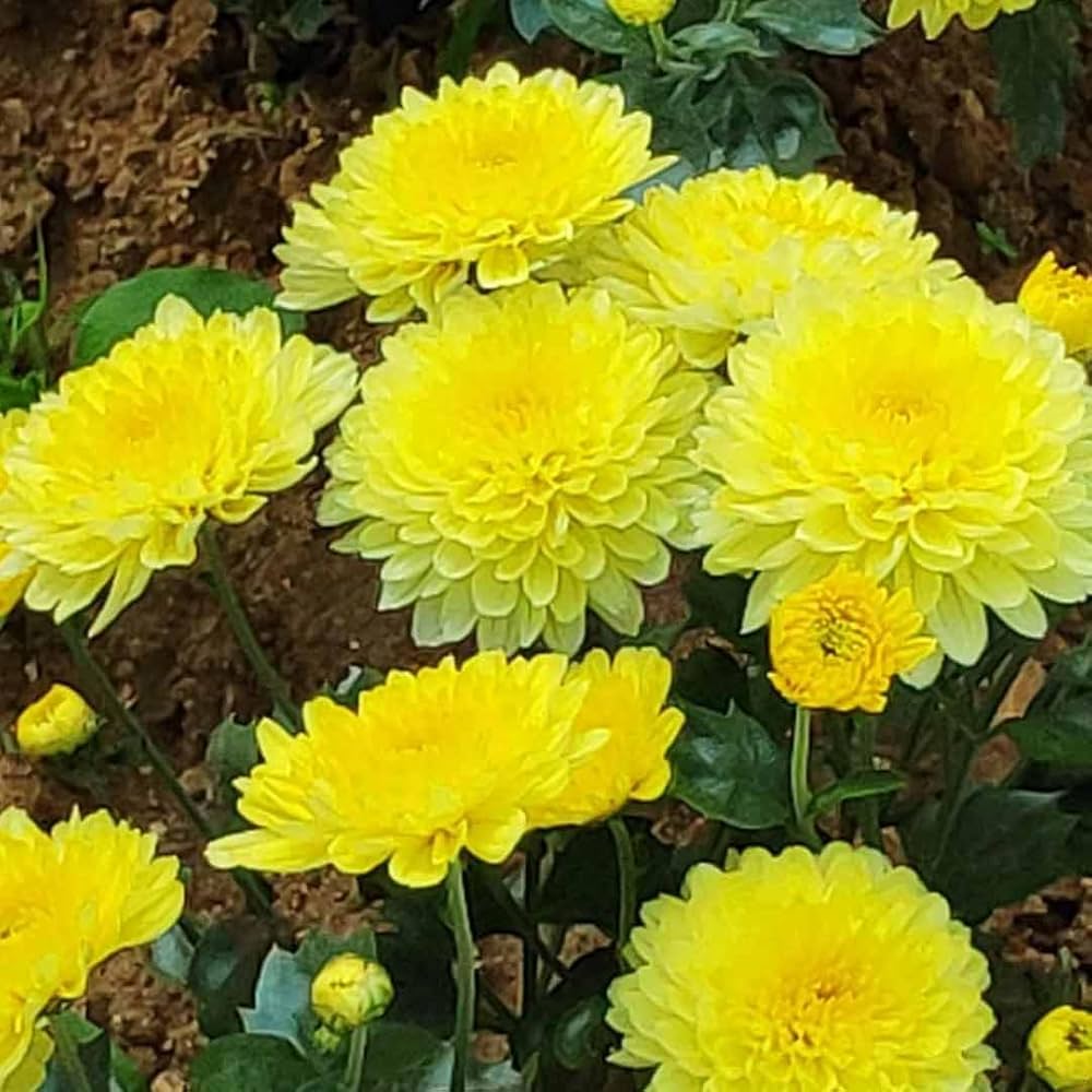 Sharklated Magic Flower Seeds for Dry-Tolerant Annual Plants