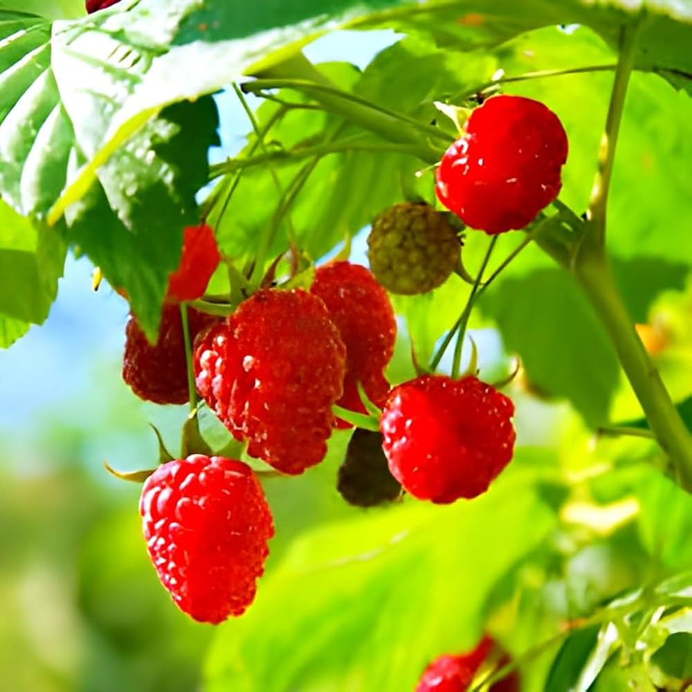 Raspberry Rubus idaeus for planting in home orchard