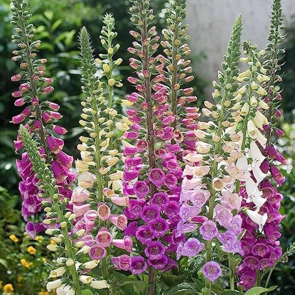 Foxglove Digitalis Purpurea Mixed Flower Seeds