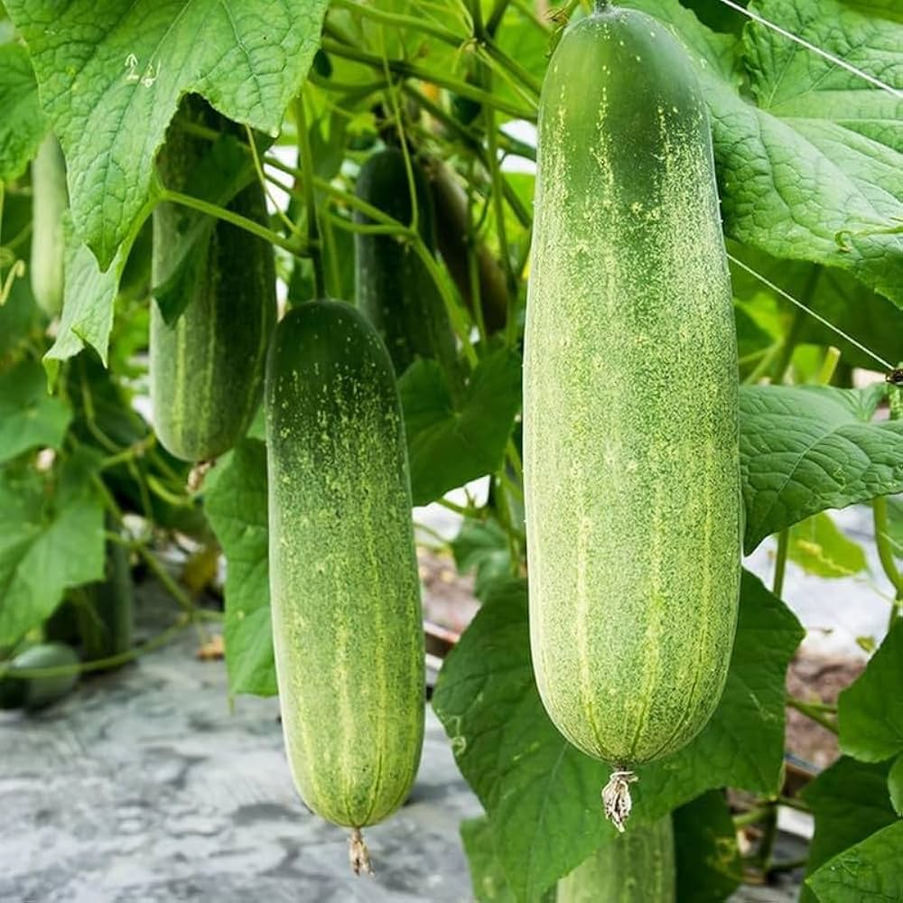 Cucumber Planting Seeds  Perfect for Home Gardening
