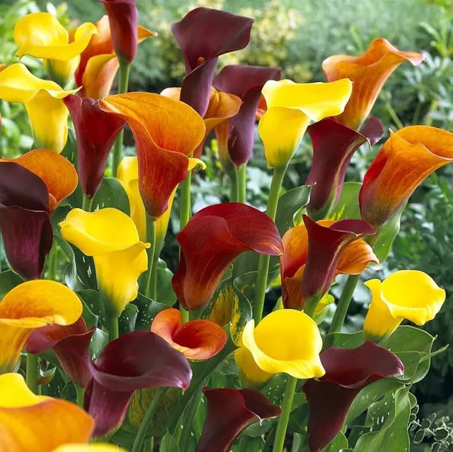 Calla Lily Zantedeschia Species Seeds for Planting - Elegant Blooms for Flower Bed & Urban Garden