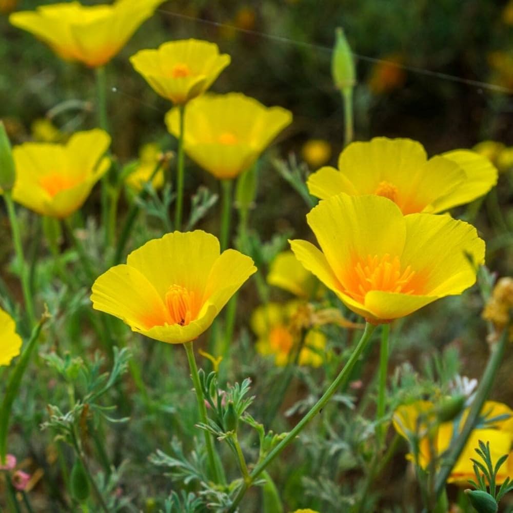 Eschscholzia Flower Seeds for Easy Planting