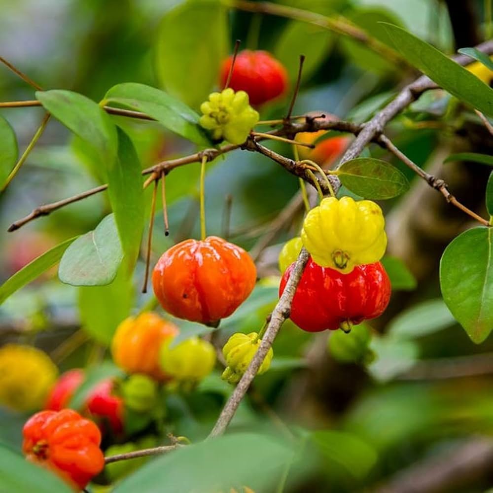 Pitanga Fruit Seeds for Planting  Grow Your Own Tropical Harvest