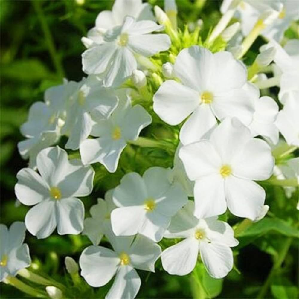 Bright White Phlox Phlox paniculata Seeds for Planting home garden pollinator zone