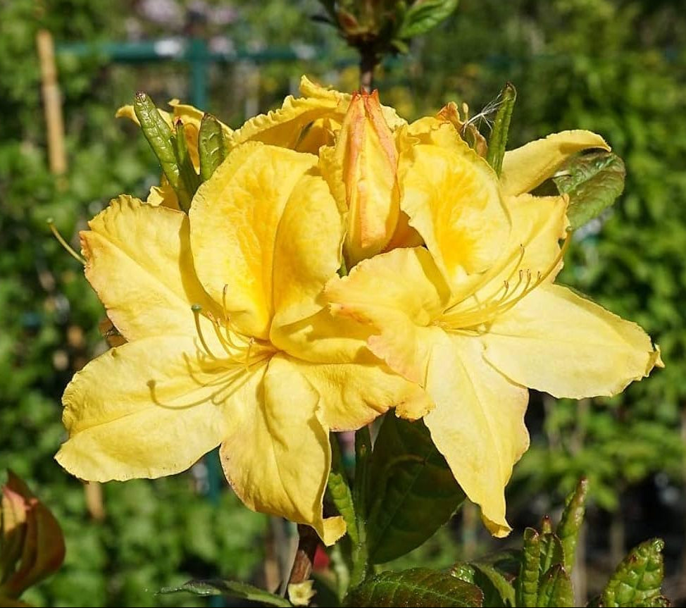 Yellow Rhododendron Rhododendron spp. Seeds for planting in flower bed