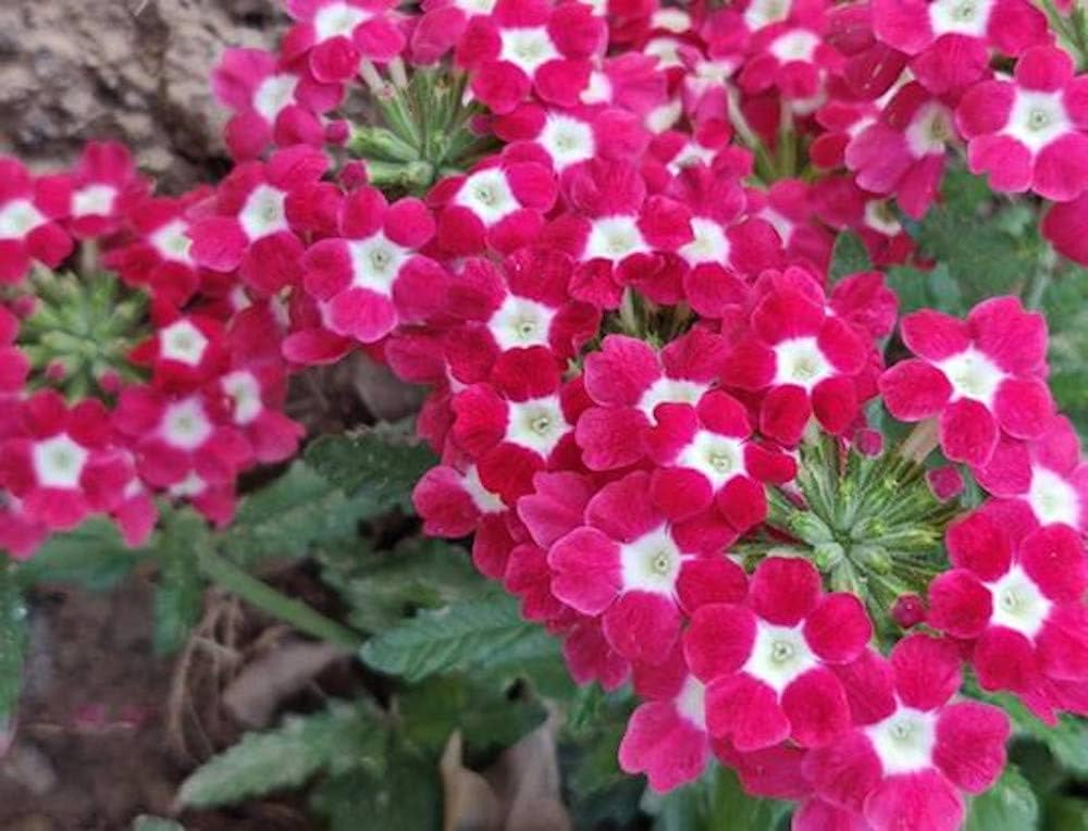 Verbena Hybrida Verbena spp. Seeds for Planting - Perfect for Flower Bed & Cottage Garden Heirloom Non-GMO Seeds