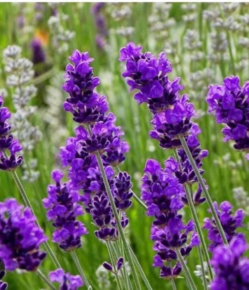 Provence Lavender Violet Flower seeds for Planting - Pollinator Friendly, Heirloom & GMO Free Seeds for Home Garden