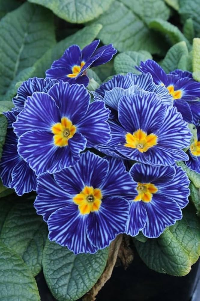 Mini Primrose Primula spp. Seeds for Planting - Perfect for Flower Bed & Shade Garden