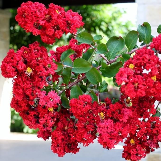 Red Crape Tree Flower seeds for Planting - Long Bloom Season, Heirloom & GMO Free Seeds for Home Garden
