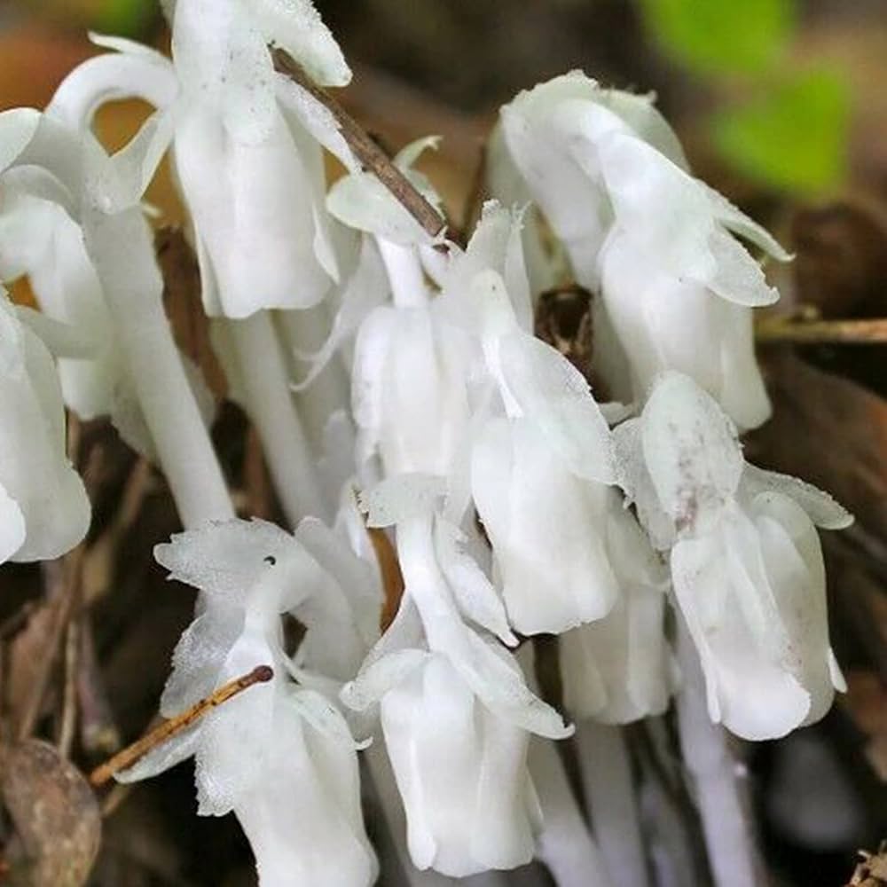 Monotropa Flower Seeds Monotropa uniflora for Planting in Flower Bed