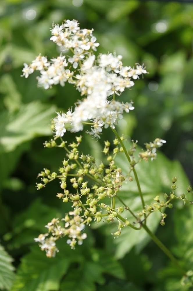 Meadowsweet Seeds for Planting Filipendula ulmaria for herbal gardens and wetland areas