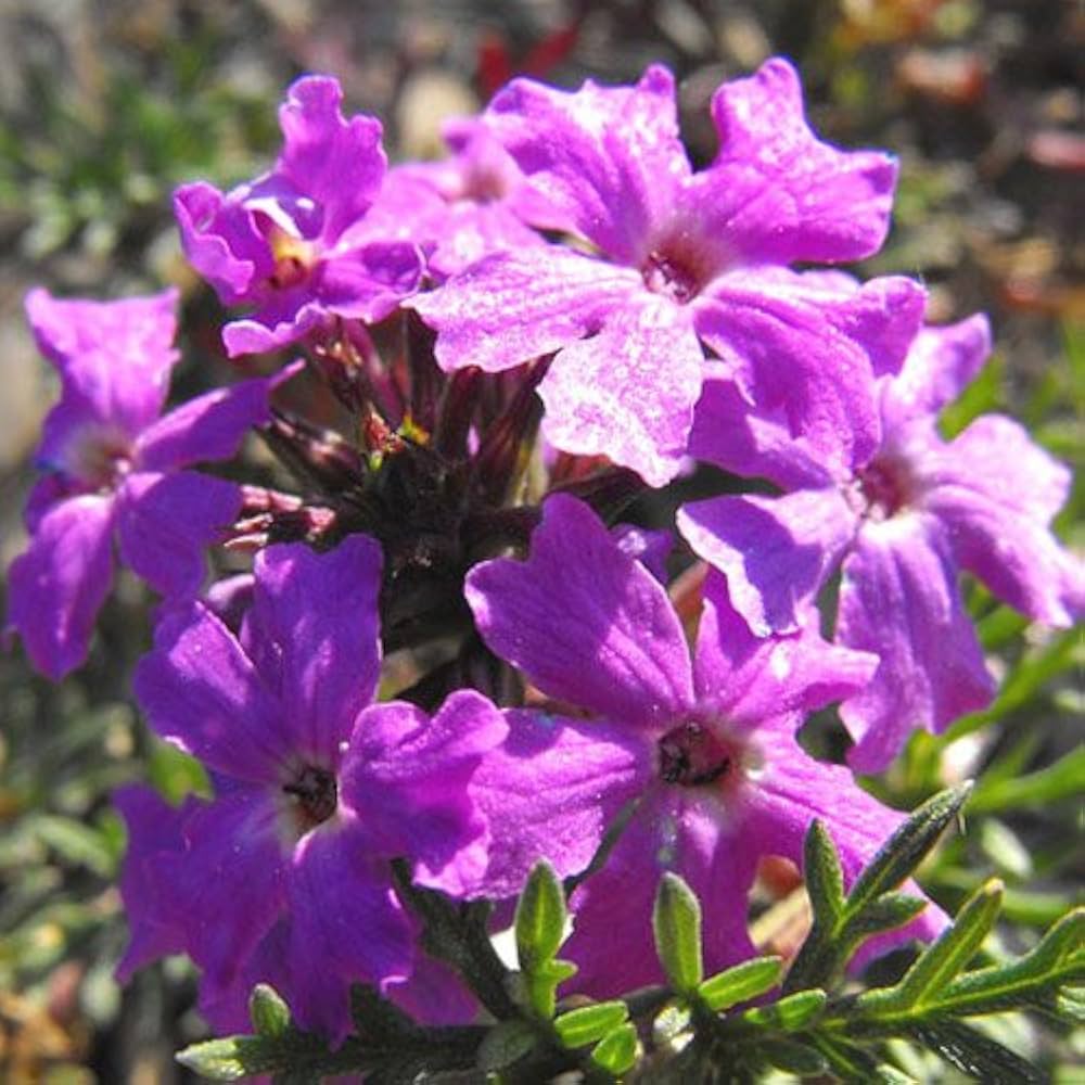 Moss Verbena Verbena tenuisecta Flower Seeds for Planting in Flower Bed and Garden