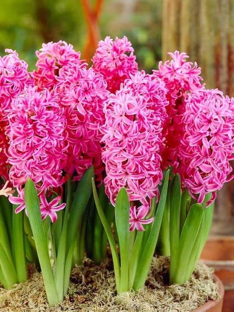 Light Pink Hyacinth Flower seeds for Planting - Easy to Grow, Heirloom & GMO Free Seeds for Home Garden
