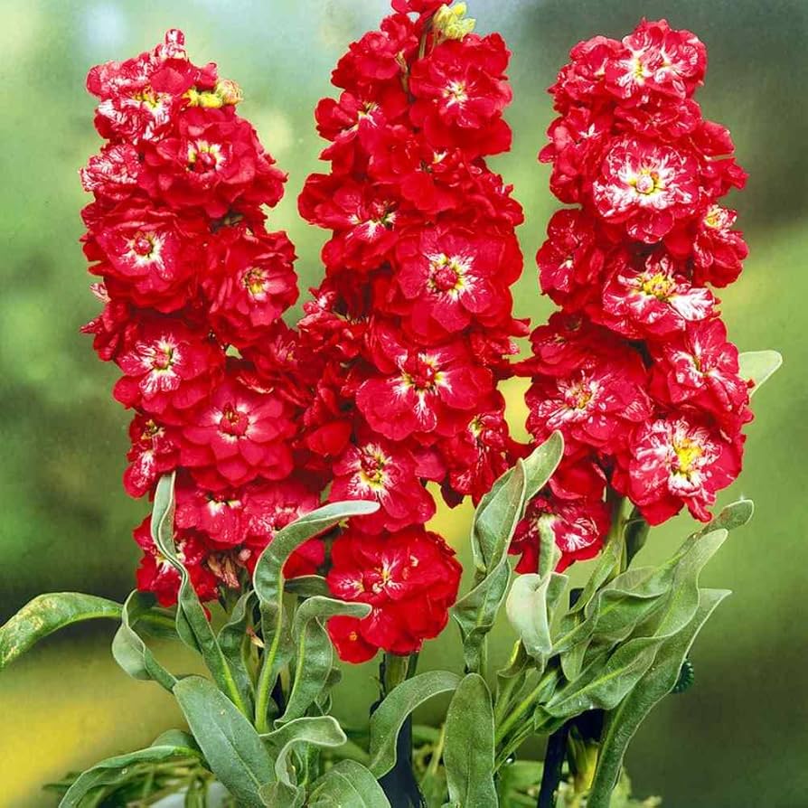 Red Mini Matthiola Incana Flower Seeds for Planting Cut Flower Favorite Heirloom & GMO Free Seeds for Home Garden 
 
 Sale