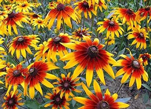 Rudbeckia Hirta Flower Seeds for Planting in Flower Bed
