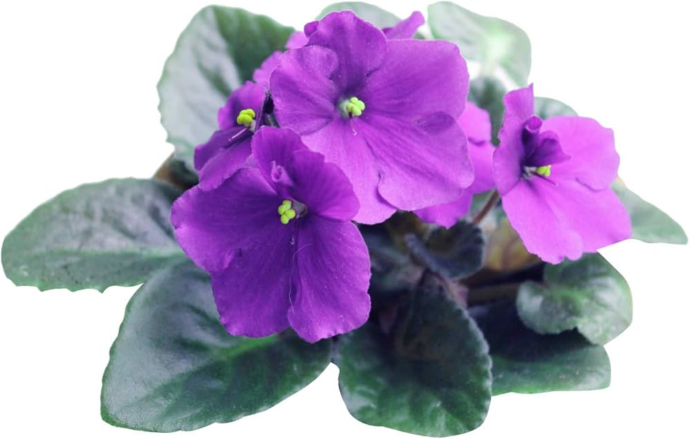Violet Matthiola incana Seeds for Planting in Perennial Flower Bed and Herb Garden