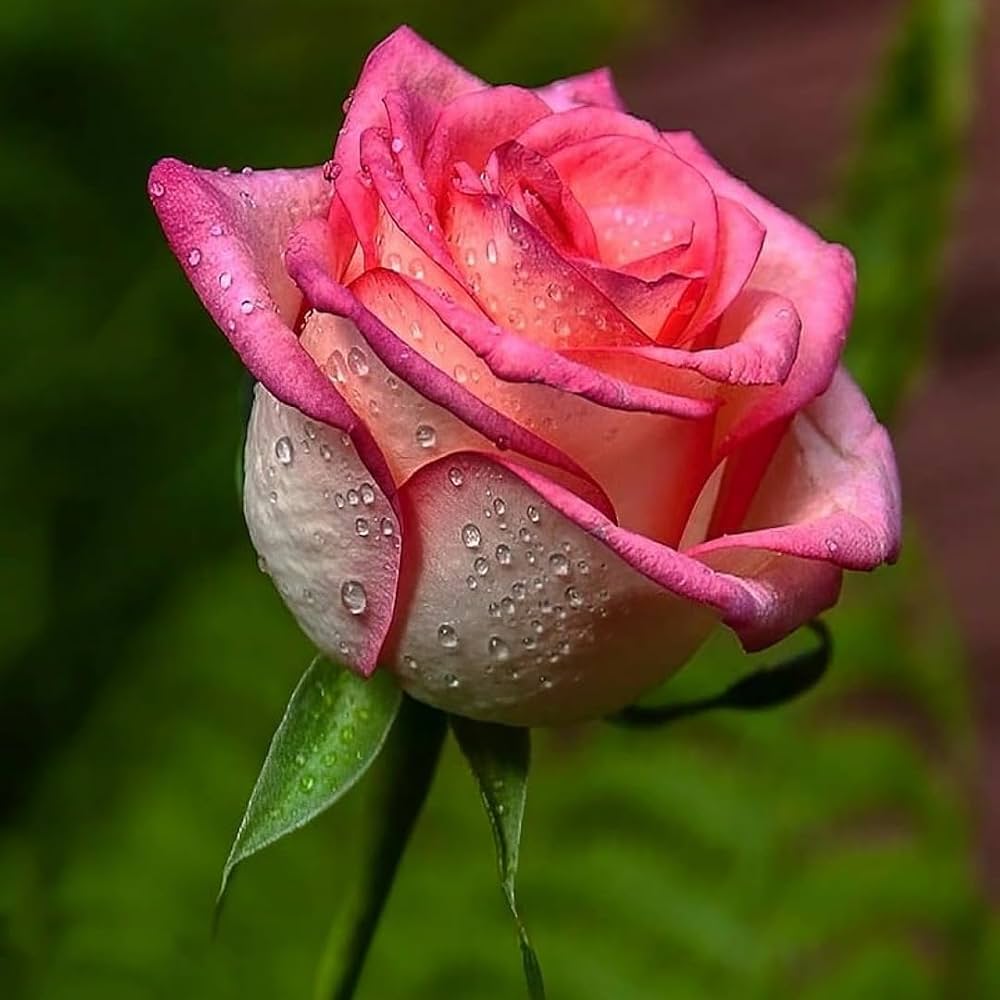 Pink Away Rose Flower Seeds for Planting Compact Growth Heirloom & GMO Free Seeds for Home Garden
 
 Sale