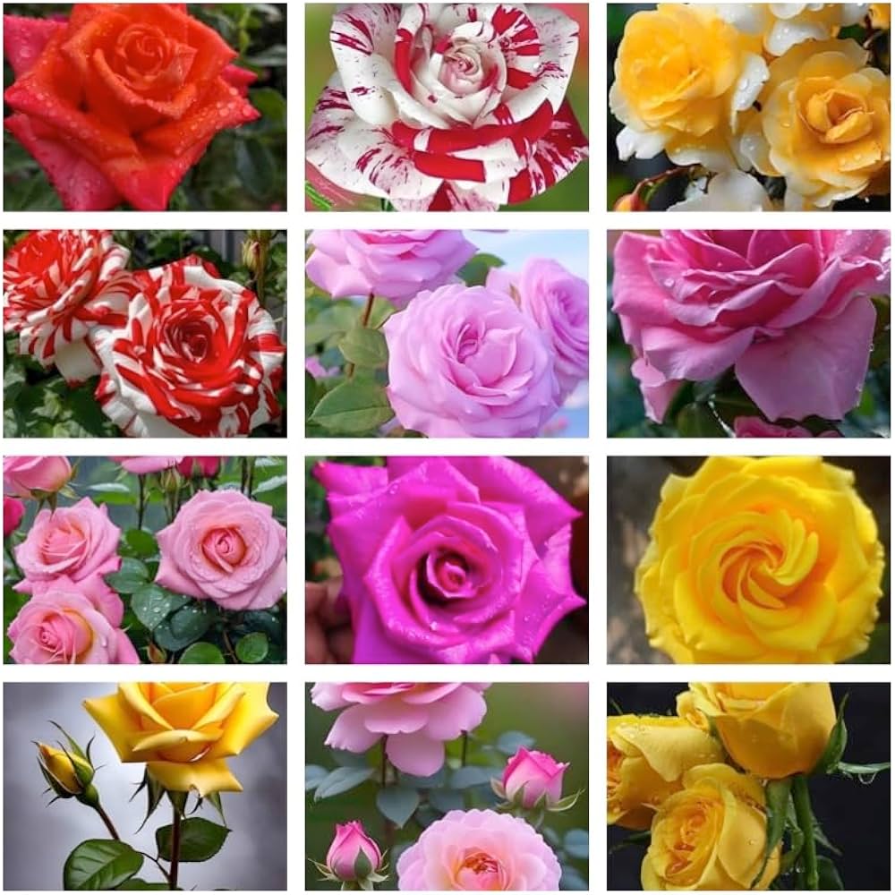 Rose Rosa spp. Seeds for Planting - Ideal for Flower Bed & Urban Garden