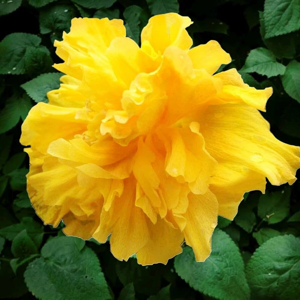 Kerrie Flower seeds for Planting - Easy to Grow, Heirloom & GMO Free Seeds for Home Garden