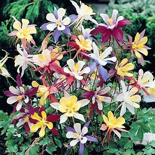 Columbine Aquilegia spp. Flower Seeds for Planting in Flower Bed & Garden
