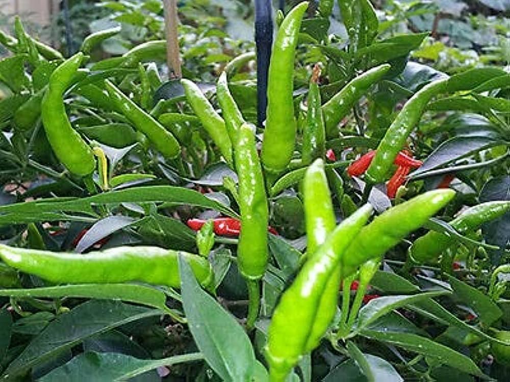 Pepperoncini Vegetable Seeds  Ideal for Home Planting