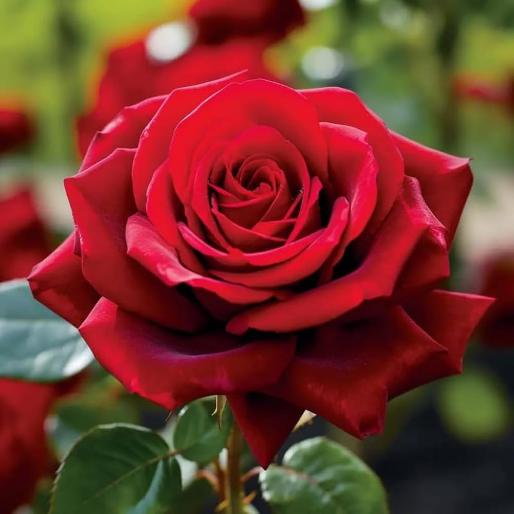 Red Away Rose Flower Seeds for Planting Sun Loving Heirloom & GMO Free Seeds for Home Garden
 
 Sale