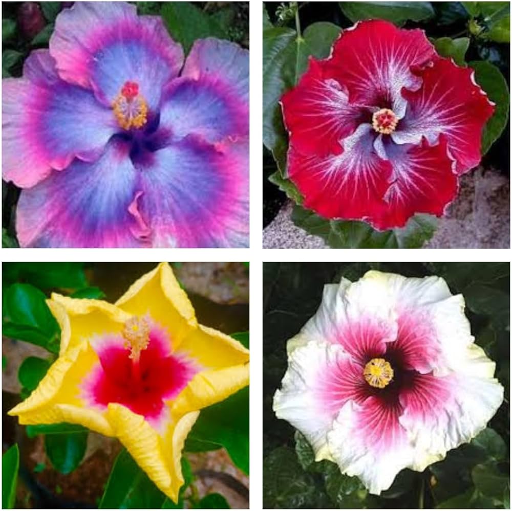Hibiscus Mixed Flower seeds for Planting - Pollinator Friendly, Heirloom & GMO Free Seeds for Home Garden
