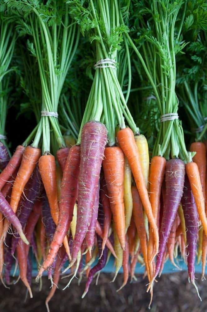 Rainbow Carrot Daucus carota Vegetable Seeds for Planting in Vegetable Patch