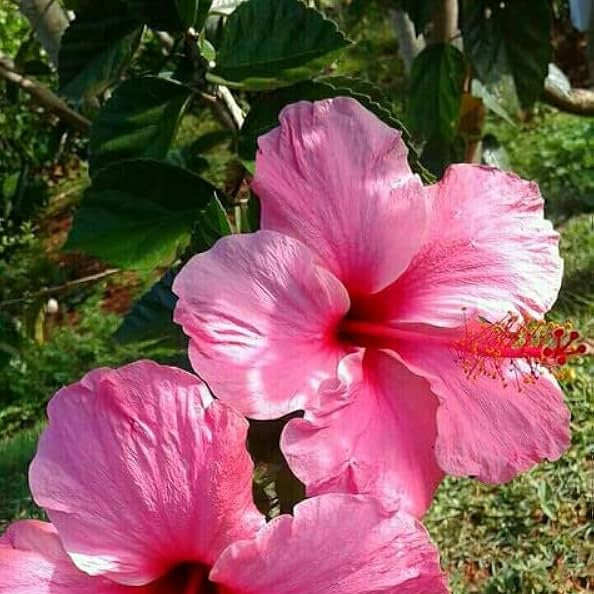 Hibiscus Hibiscus rosa-sinensis for planting in flower bed