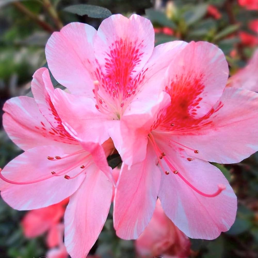 Azalea Rhododendron Flower seeds for Planting Easy to Grow Heirloom & GMO Free Seeds for Home Garden