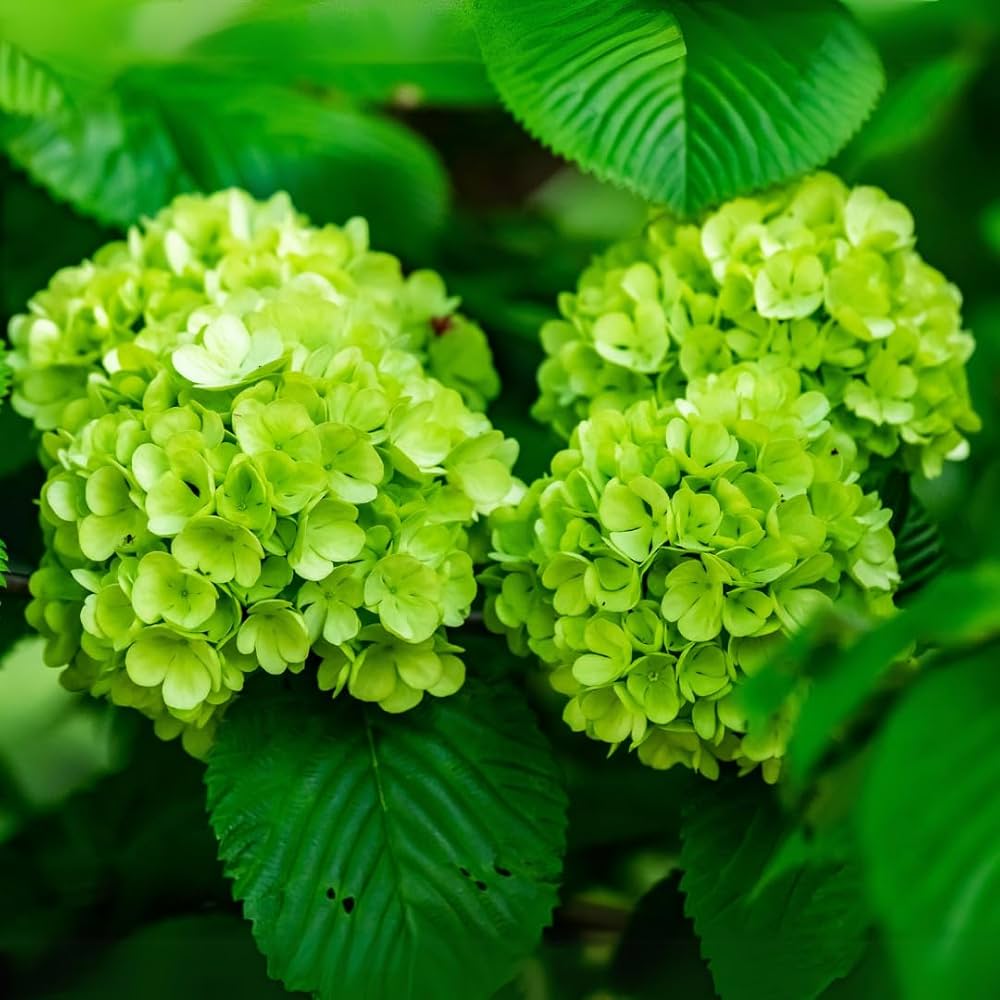 Hydrangea macrophylla Green Cloud Flower seeds for Planting - Seasonal Bloomer, Heirloom & GMO Free Seeds for Home Garden