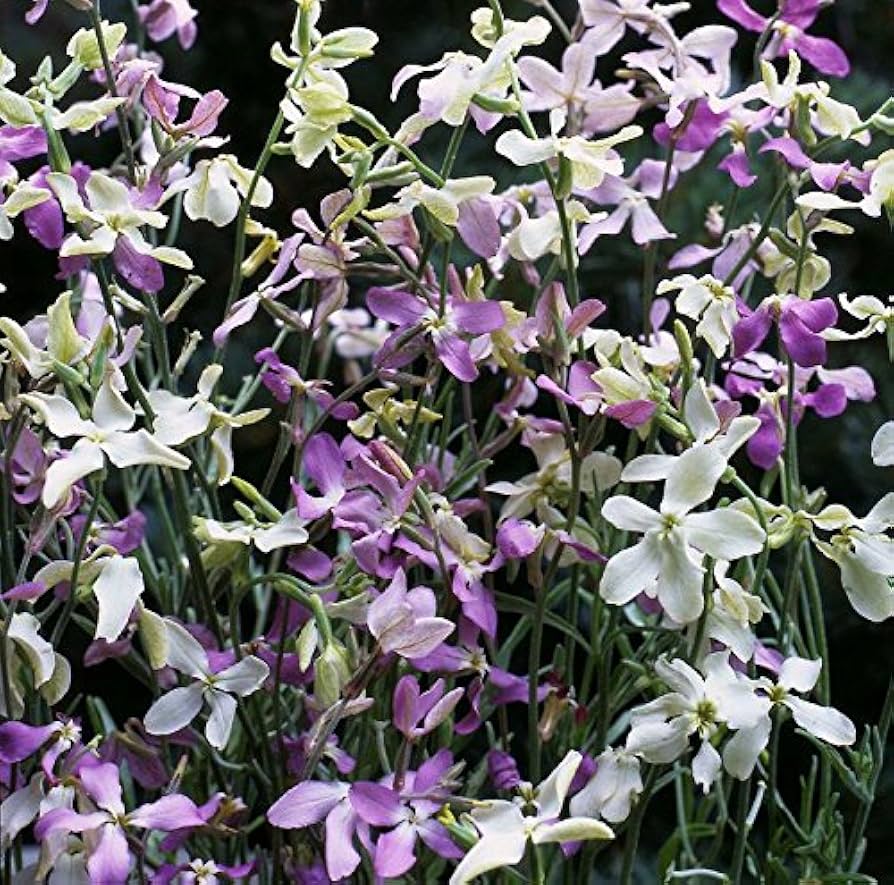 Mixed Color EveningScented Flower Seeds for Planting Bright Blooms Heirloom & GMO Free Seeds for Home Garden
 
 Sale