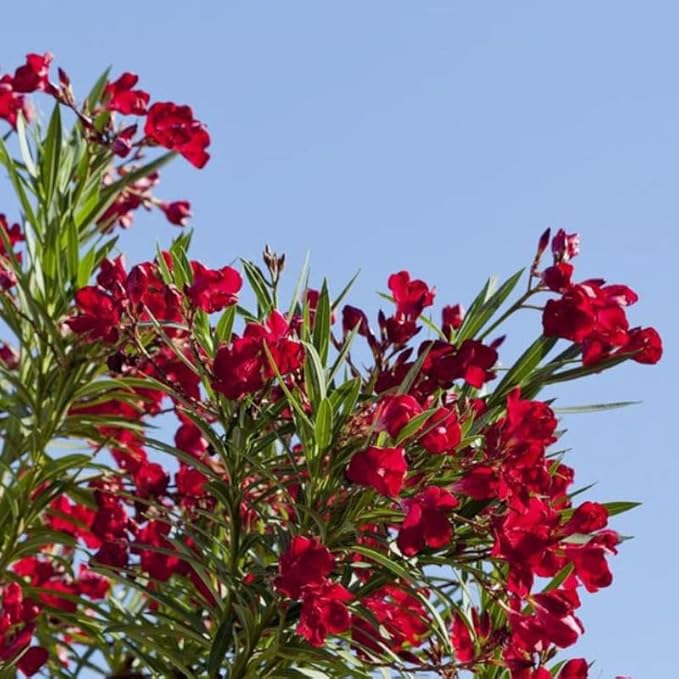 Oleander Nerium oleander Flower Seeds for Planting in Flower Bed & Garden