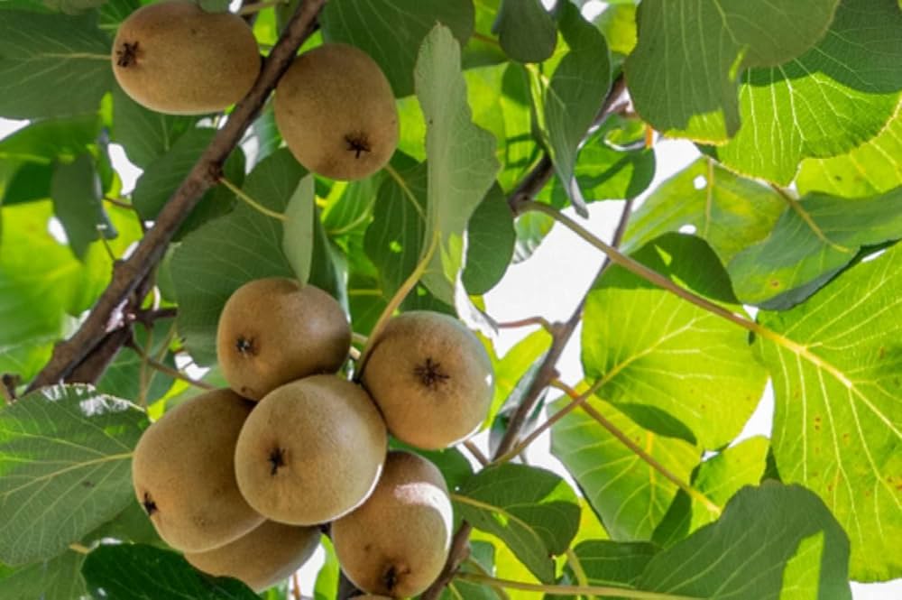 Kiwi Seeds Actinidia deliciosa for Planting in Urban Garden