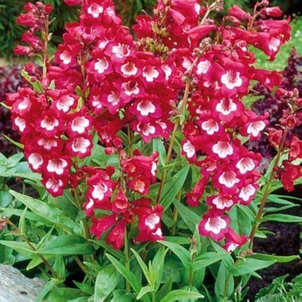 Penstemon Flagstaff Red & White flower seeds for perennial planting