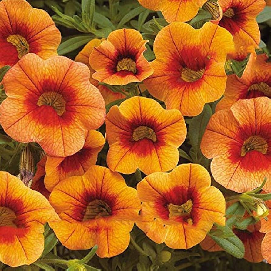 Mixed Calibrachoa Petunia Petunia spp. Seeds for Planting