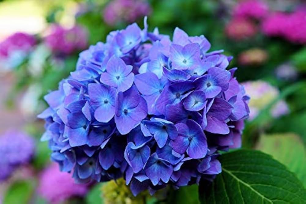 Purple Hydrangea Flower seeds for Planting - Low Maintenance, Heirloom & GMO Free Seeds for Home Garden