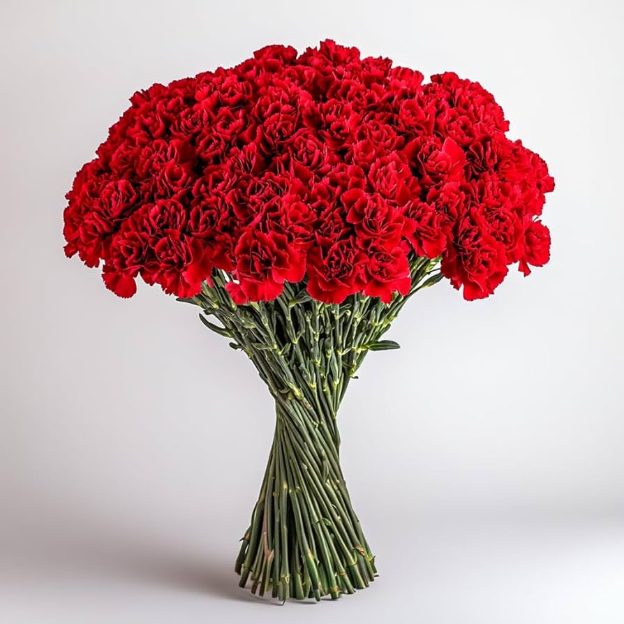 Red Carnation Flower Seeds for Planting Easy to Grow Heirloom & GMO Free Seeds for Home Garden
 
 Sale