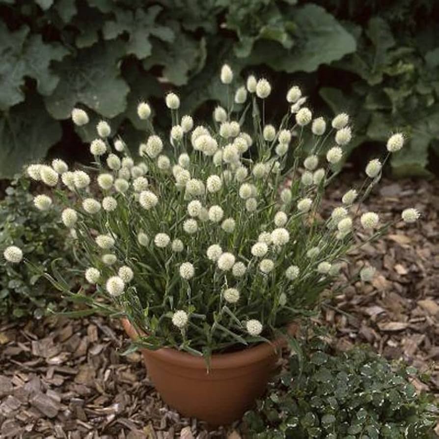 Bunny Tails Grass Seeds for Planting Lagurus ovatus for decorative gardens and flower beds