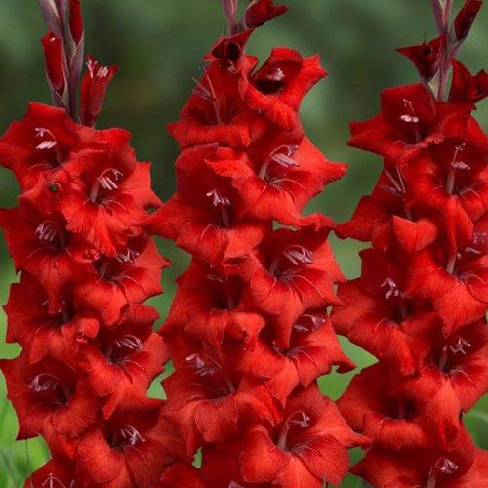 Gladiolus Flower seeds for Planting - Easy to Grow, Heirloom & GMO Free Seeds for Home Garden