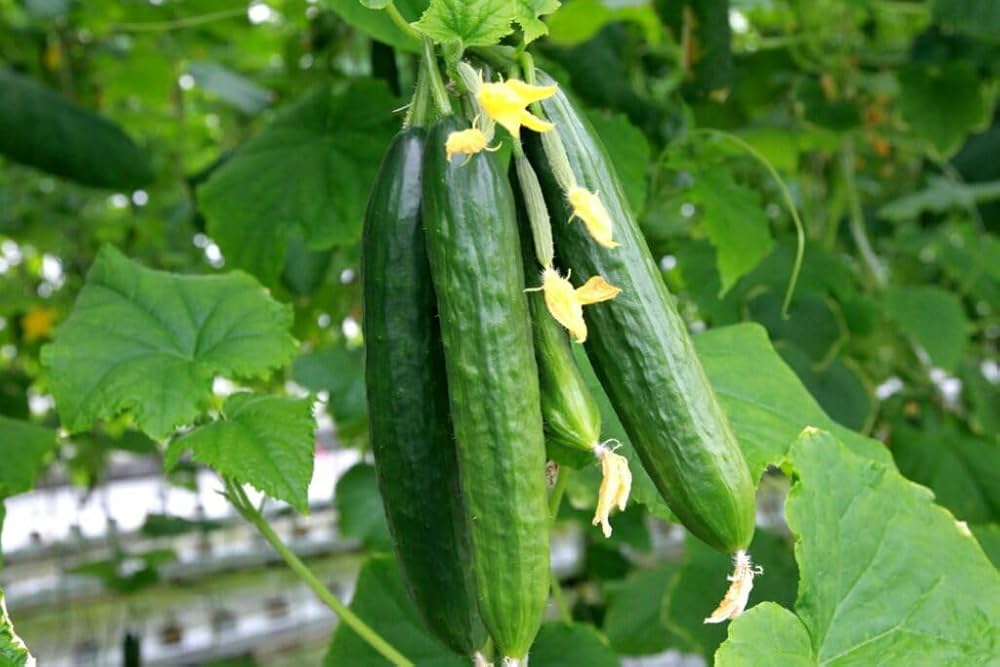 Carolina Cucumber Seeds for Planting Cucumis anguria for vegetable beds and trellis gardens