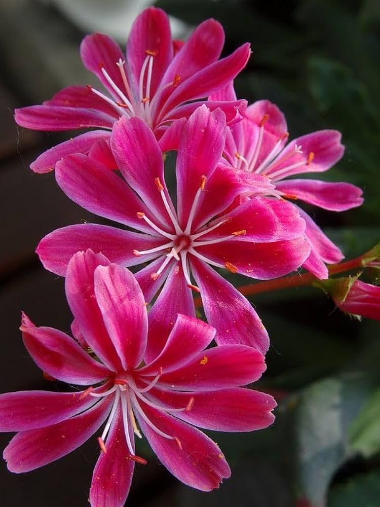 Lewisia Rainbow Seeds for Planting Lewisia spp. for rock gardens and ornamental flower beds