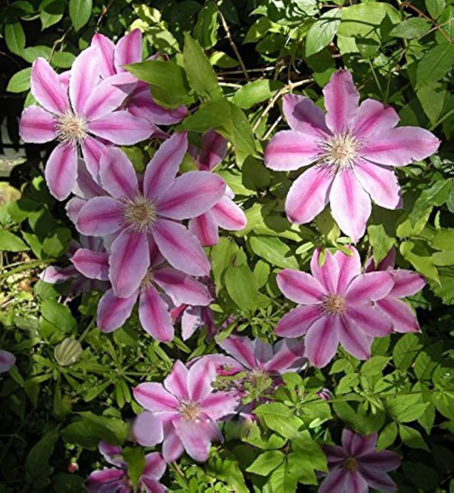 Clematis Purple Flower seeds for Planting - Wildflower Mix, Heirloom & GMO Free Seeds for Home Garden