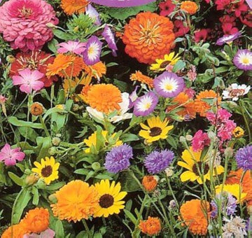 Save the Bees Mixed Wildflower Seeds for Pollinators